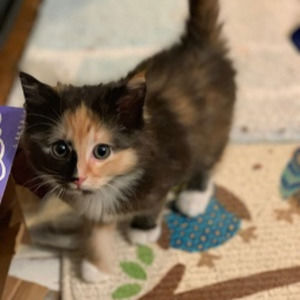 Meet your Posher, TAILSSpayNeuter
